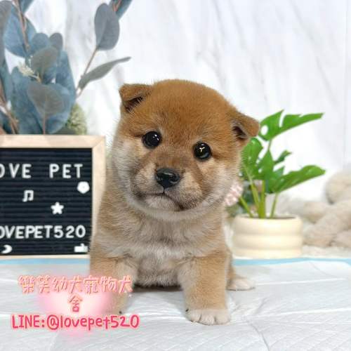 柴犬幼犬出售｜樂芙犬舍