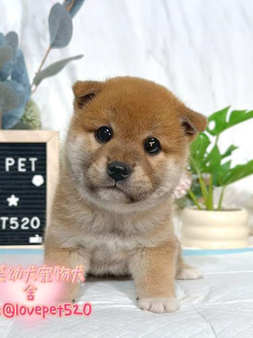 柴犬-樂芙幼犬寵物犬舍