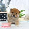 柴犬-樂芙幼犬寵物犬舍