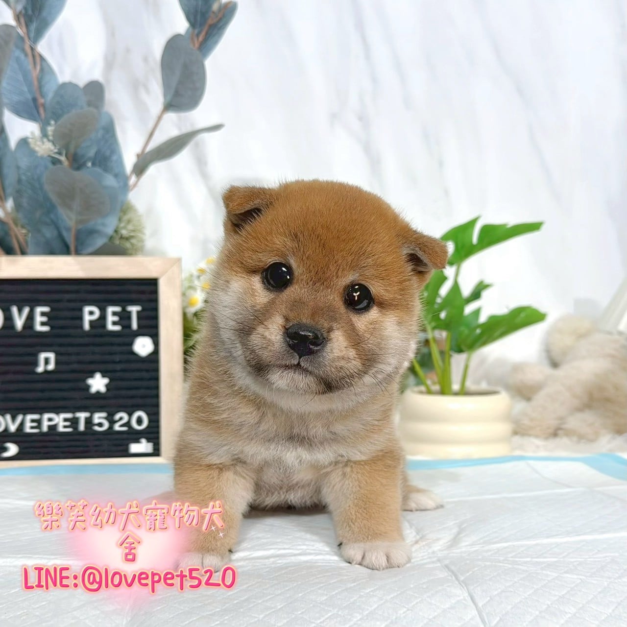 柴犬-樂芙幼犬寵物犬舍