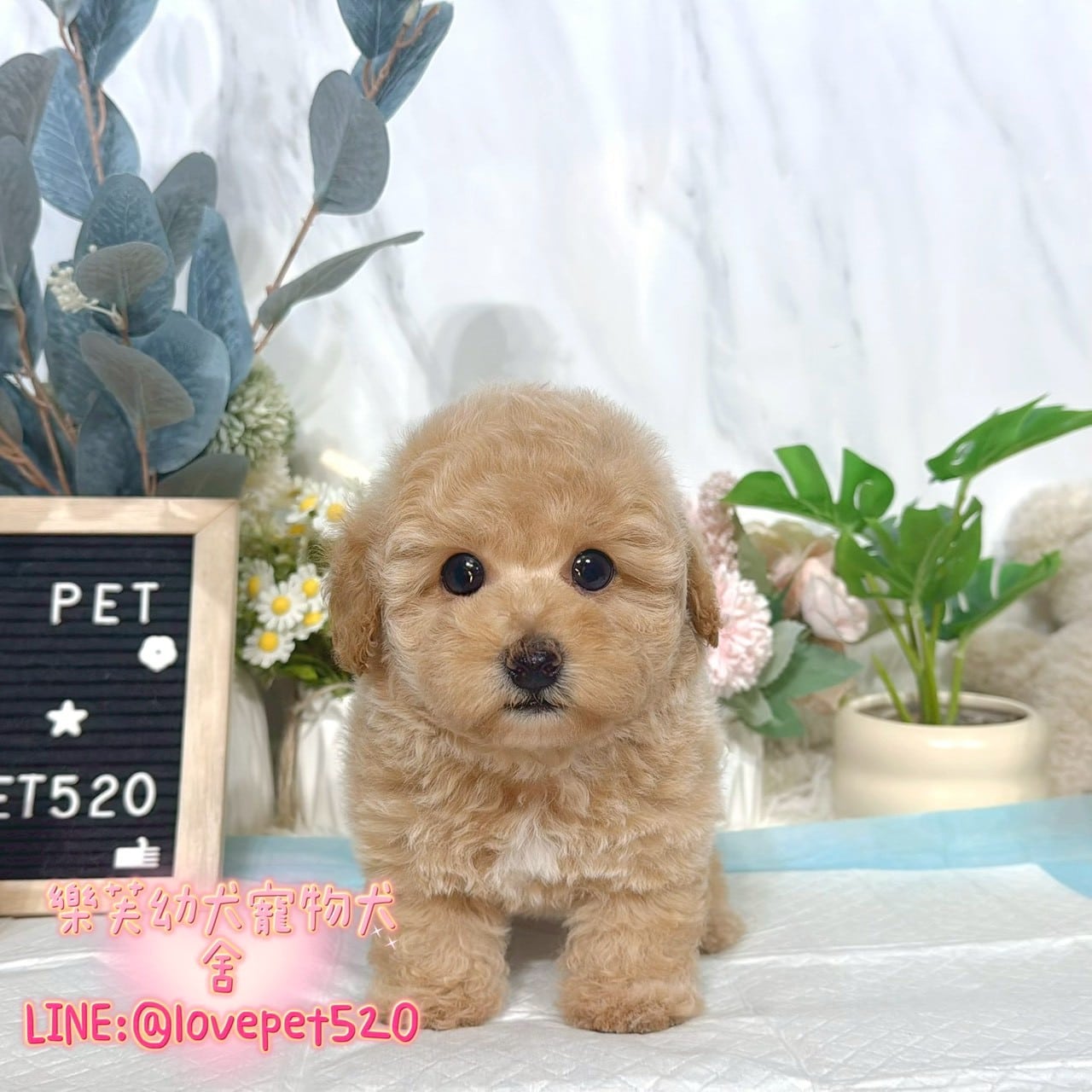 泰迪熊犬(泰迪比熊)-樂芙幼犬寵物犬舍-台中犬舍,合法犬舍,犬舍推薦,推薦犬舍,買狗推薦,專業犬舍,優良犬舍