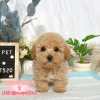 泰迪熊犬(泰迪比熊)-樂芙幼犬寵物犬舍-台中犬舍,合法犬舍,犬舍推薦,推薦犬舍,買狗推薦,專業犬舍,優良犬舍 泰迪熊犬(泰迪比熊)-樂芙幼犬寵物犬舍-台中犬舍,合法犬舍,犬舍推薦,推薦犬舍,買狗推薦,專業犬舍,優良犬舍