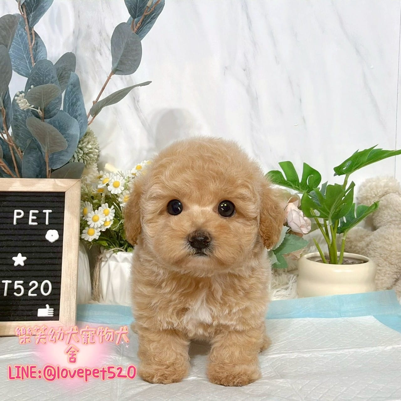 泰迪熊犬(泰迪比熊)-樂芙幼犬寵物犬舍-台中犬舍,合法犬舍,犬舍推薦,推薦犬舍,買狗推薦,專業犬舍,優良犬舍