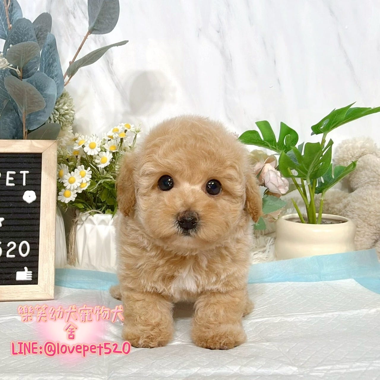 泰迪熊犬(泰迪比熊)-樂芙幼犬寵物犬舍-台中犬舍,合法犬舍,犬舍推薦,推薦犬舍,買狗推薦,專業犬舍,優良犬舍