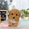 泰迪熊犬(泰迪比熊)-樂芙幼犬寵物犬舍-台中犬舍,合法犬舍,犬舍推薦,推薦犬舍,買狗推薦,專業犬舍,優良犬舍 泰迪熊犬(泰迪比熊)-樂芙幼犬寵物犬舍-台中犬舍,合法犬舍,犬舍推薦,推薦犬舍,買狗推薦,專業犬舍,優良犬舍