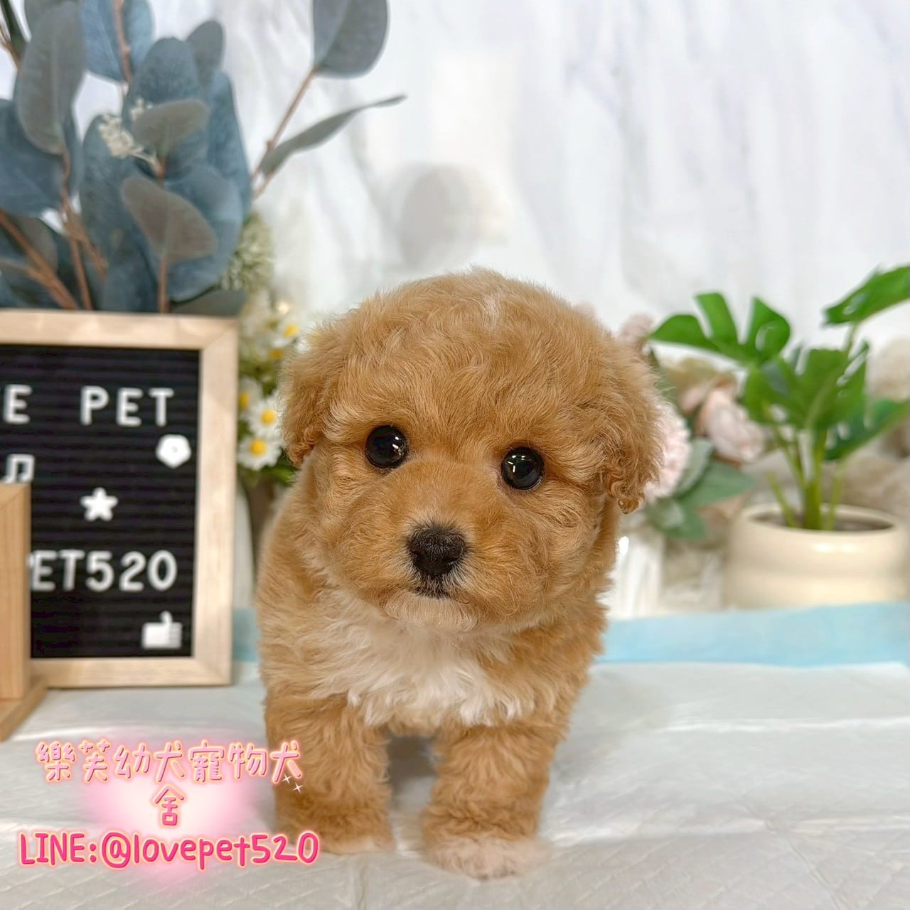 泰迪熊犬(泰迪比熊)-樂芙幼犬寵物犬舍-台中犬舍,合法犬舍,犬舍推薦,推薦犬舍,買狗推薦,專業犬舍,優良犬舍
