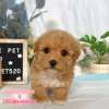 泰迪熊犬(泰迪比熊)-樂芙幼犬寵物犬舍-台中犬舍,合法犬舍,犬舍推薦,推薦犬舍,買狗推薦,專業犬舍,優良犬舍 泰迪熊犬(泰迪比熊)-樂芙幼犬寵物犬舍-台中犬舍,合法犬舍,犬舍推薦,推薦犬舍,買狗推薦,專業犬舍,優良犬舍