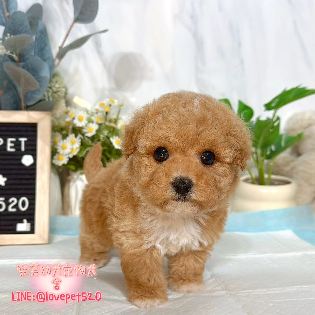 泰迪熊犬(泰迪比熊)-樂芙幼犬寵物犬舍-台中犬舍,合法犬舍,犬舍推薦,推薦犬舍,買狗推薦,專業犬舍,優良犬舍