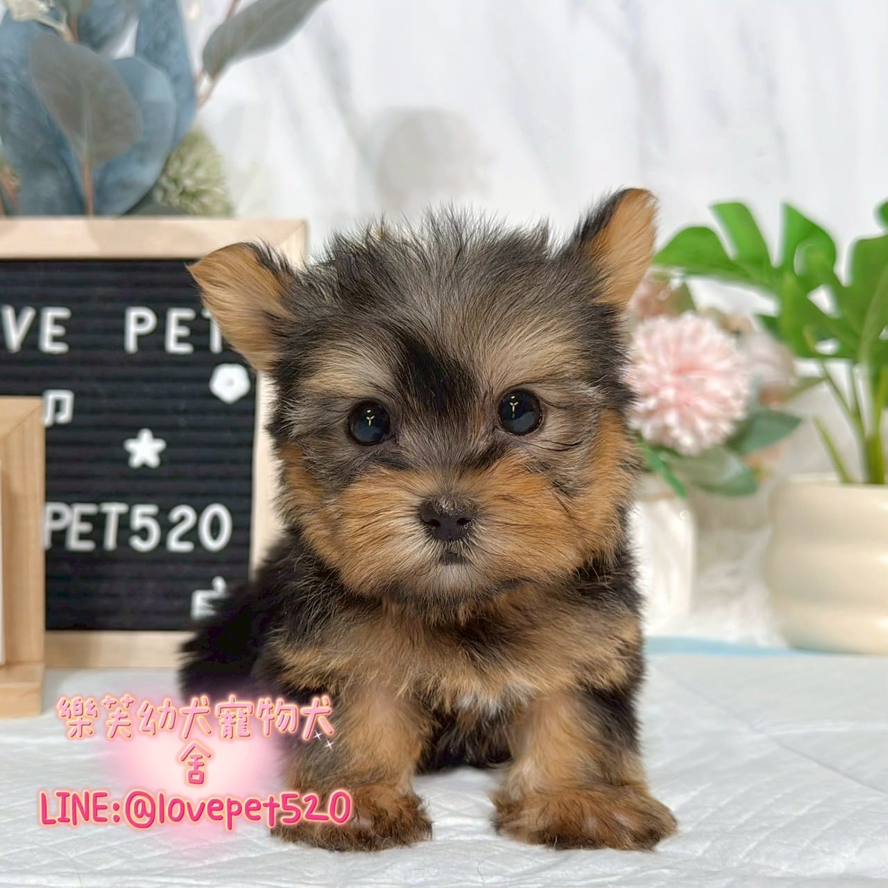 約克夏-樂芙幼犬寵物犬舍-台中犬舍,合法犬舍,犬舍推薦,推薦犬舍,買狗推薦,專業犬舍,優良犬舍