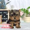 約克夏-樂芙幼犬寵物犬舍-台中犬舍,合法犬舍,犬舍推薦,推薦犬舍,買狗推薦,專業犬舍,優良犬舍 約克夏-樂芙幼犬寵物犬舍-台中犬舍,合法犬舍,犬舍推薦,推薦犬舍,買狗推薦,專業犬舍,優良犬舍