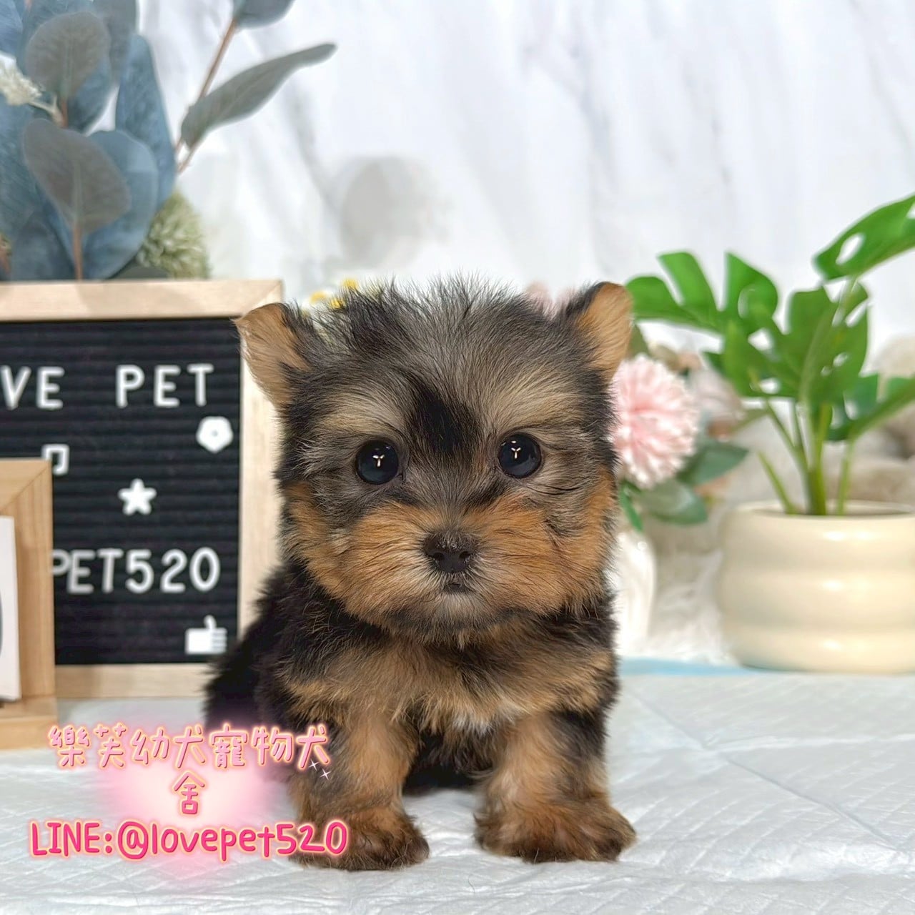 約克夏-樂芙幼犬寵物犬舍-台中犬舍,合法犬舍,犬舍推薦,推薦犬舍,買狗推薦,專業犬舍,優良犬舍