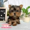約克夏-樂芙幼犬寵物犬舍-台中犬舍,合法犬舍,犬舍推薦,推薦犬舍,買狗推薦,專業犬舍,優良犬舍 約克夏-樂芙幼犬寵物犬舍-台中犬舍,合法犬舍,犬舍推薦,推薦犬舍,買狗推薦,專業犬舍,優良犬舍