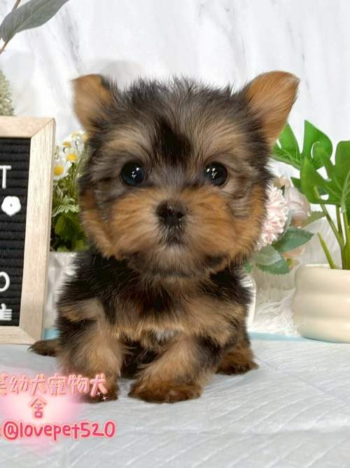約克夏-樂芙幼犬寵物犬舍-台中犬舍,合法犬舍,犬舍推薦,推薦犬舍,買狗推薦,專業犬舍,優良犬舍