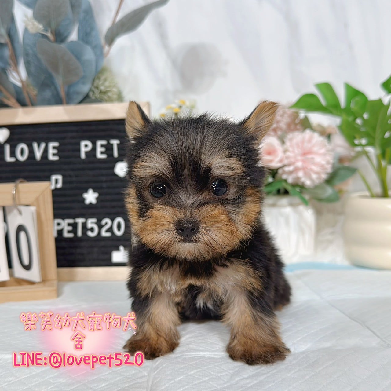 約克夏-樂芙幼犬寵物犬舍-台中犬舍,合法犬舍,犬舍推薦,推薦犬舍,買狗推薦,專業犬舍,優良犬舍