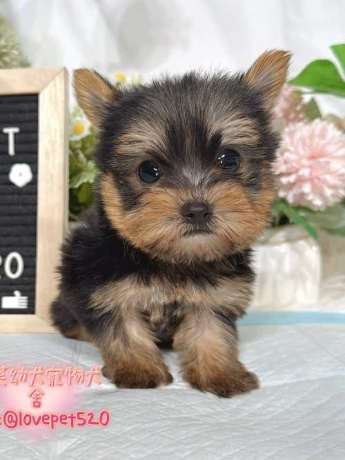約克夏-樂芙幼犬寵物犬舍-台中犬舍,合法犬舍,犬舍推薦,推薦犬舍,買狗推薦,專業犬舍,優良犬舍