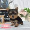 約克夏-樂芙幼犬寵物犬舍-台中犬舍,合法犬舍,犬舍推薦,推薦犬舍,買狗推薦,專業犬舍,優良犬舍 約克夏-樂芙幼犬寵物犬舍-台中犬舍,合法犬舍,犬舍推薦,推薦犬舍,買狗推薦,專業犬舍,優良犬舍