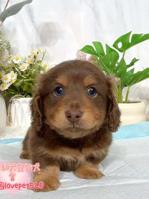 臘腸狗-樂芙幼犬寵物犬舍-台中犬舍,合法犬舍,犬舍推薦,推薦犬舍,買狗推薦,專業犬舍,優良犬舍
