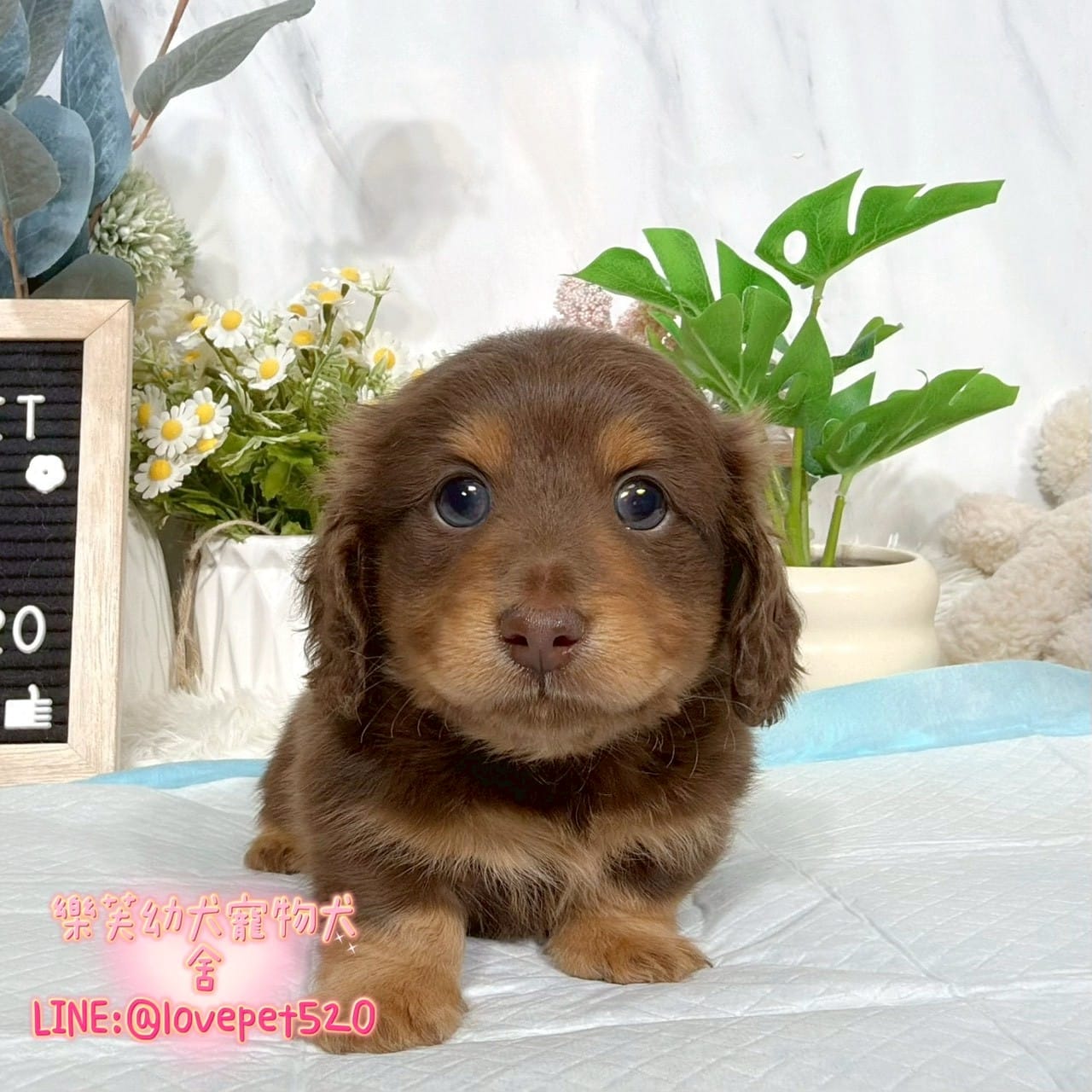 臘腸狗-樂芙幼犬寵物犬舍-台中犬舍,合法犬舍,犬舍推薦,推薦犬舍,買狗推薦,專業犬舍,優良犬舍