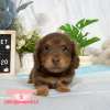臘腸狗-樂芙幼犬寵物犬舍-台中犬舍,合法犬舍,犬舍推薦,推薦犬舍,買狗推薦,專業犬舍,優良犬舍