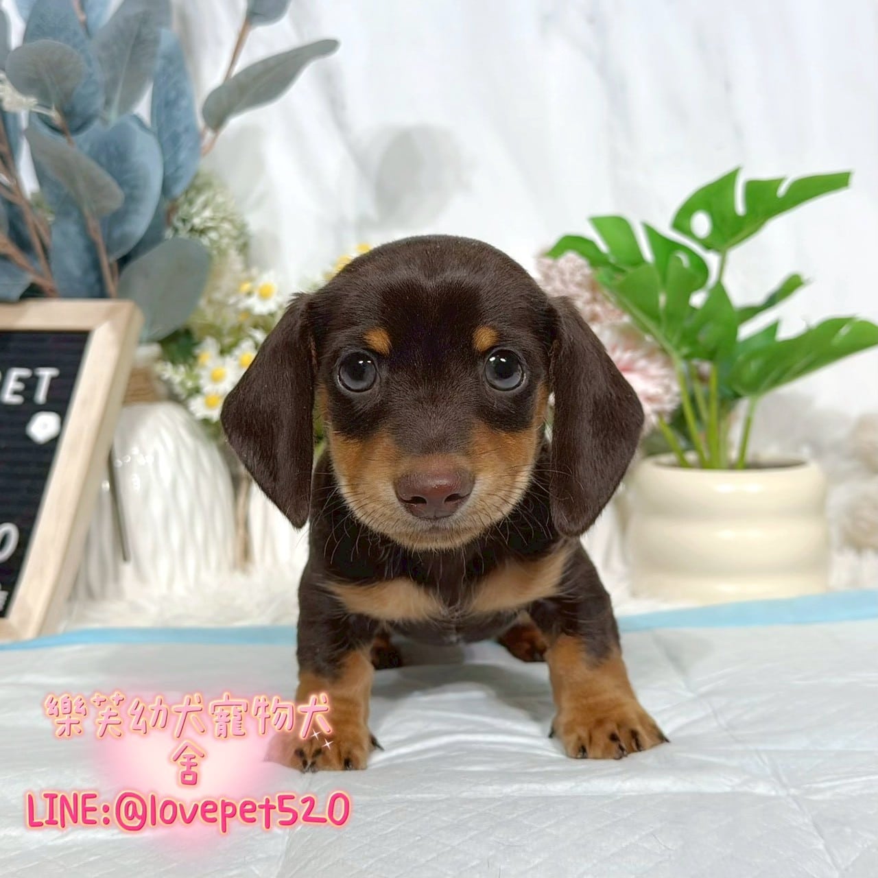 臘腸狗-樂芙幼犬寵物犬舍-台中犬舍,合法犬舍,犬舍推薦,推薦犬舍,買狗推薦,專業犬舍,優良犬舍