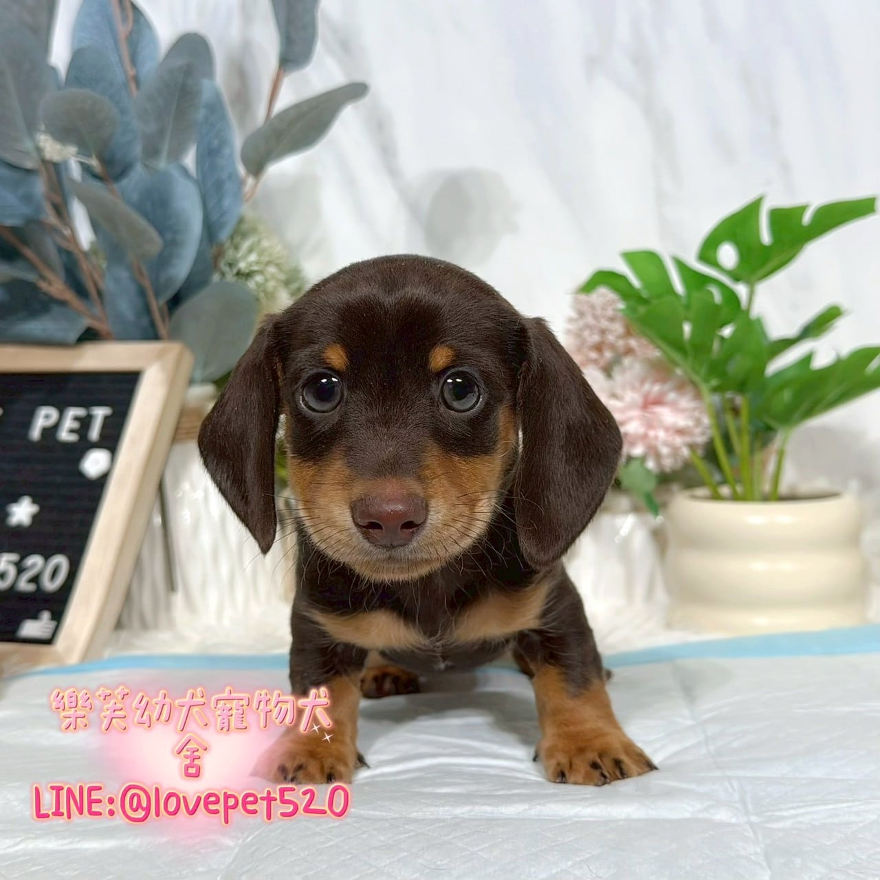 臘腸狗-樂芙幼犬寵物犬舍-台中犬舍,合法犬舍,犬舍推薦,推薦犬舍,買狗推薦,專業犬舍,優良犬舍