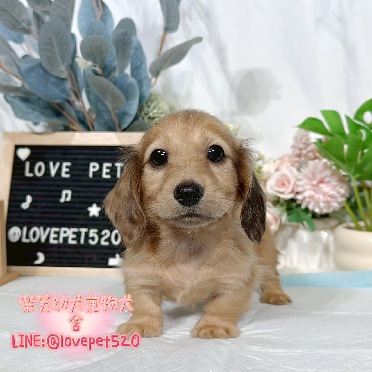 臘腸狗-樂芙幼犬寵物犬舍-台中犬舍,合法犬舍,犬舍推薦,推薦犬舍,買狗推薦,專業犬舍,優良犬舍