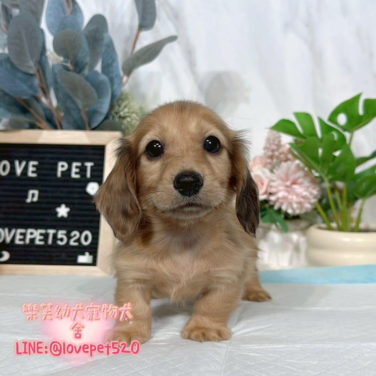 臘腸狗-樂芙幼犬寵物犬舍-台中犬舍,合法犬舍,犬舍推薦,推薦犬舍,買狗推薦,專業犬舍,優良犬舍