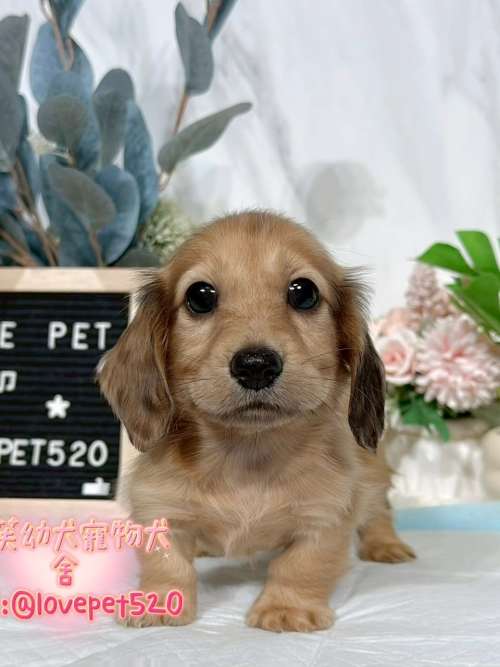 臘腸狗-樂芙幼犬寵物犬舍-台中犬舍,合法犬舍,犬舍推薦,推薦犬舍,買狗推薦,專業犬舍,優良犬舍