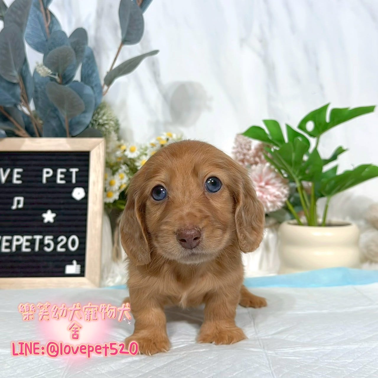 臘腸狗-樂芙幼犬寵物犬舍-台中犬舍,合法犬舍,犬舍推薦,推薦犬舍,買狗推薦,專業犬舍,優良犬舍