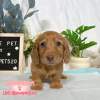 臘腸狗-樂芙幼犬寵物犬舍-台中犬舍,合法犬舍,犬舍推薦,推薦犬舍,買狗推薦,專業犬舍,優良犬舍