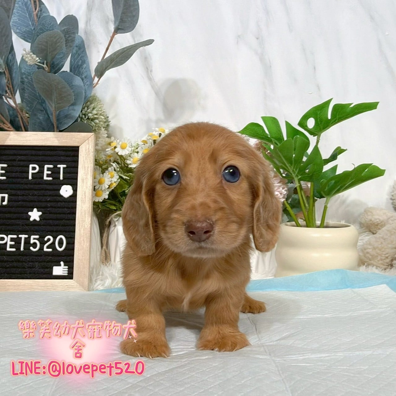 臘腸狗-樂芙幼犬寵物犬舍-台中犬舍,合法犬舍,犬舍推薦,推薦犬舍,買狗推薦,專業犬舍,優良犬舍