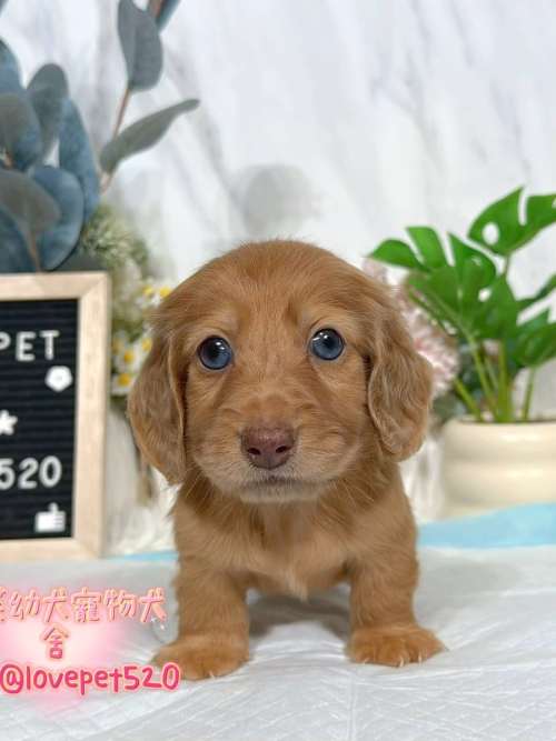 臘腸狗-樂芙幼犬寵物犬舍-台中犬舍,合法犬舍,犬舍推薦,推薦犬舍,買狗推薦,專業犬舍,優良犬舍