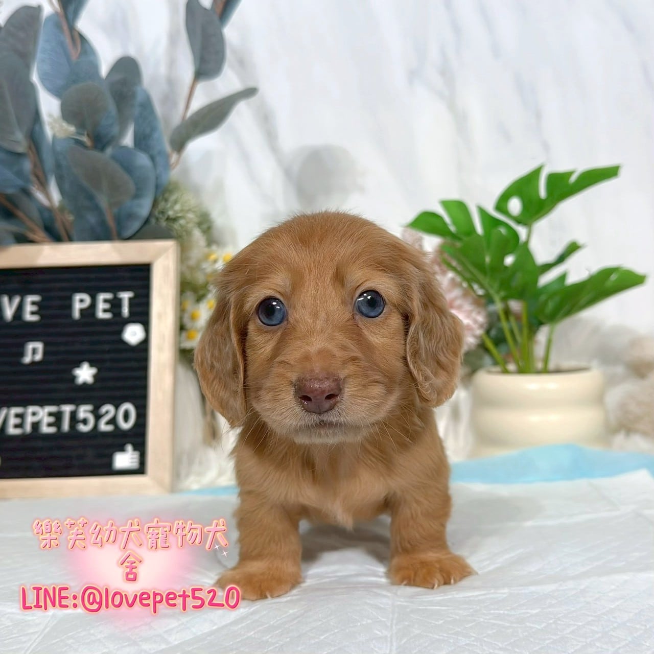 臘腸狗-樂芙幼犬寵物犬舍-台中犬舍,合法犬舍,犬舍推薦,推薦犬舍,買狗推薦,專業犬舍,優良犬舍