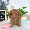 臘腸狗-樂芙幼犬寵物犬舍-台中犬舍,合法犬舍,犬舍推薦,推薦犬舍,買狗推薦,專業犬舍,優良犬舍