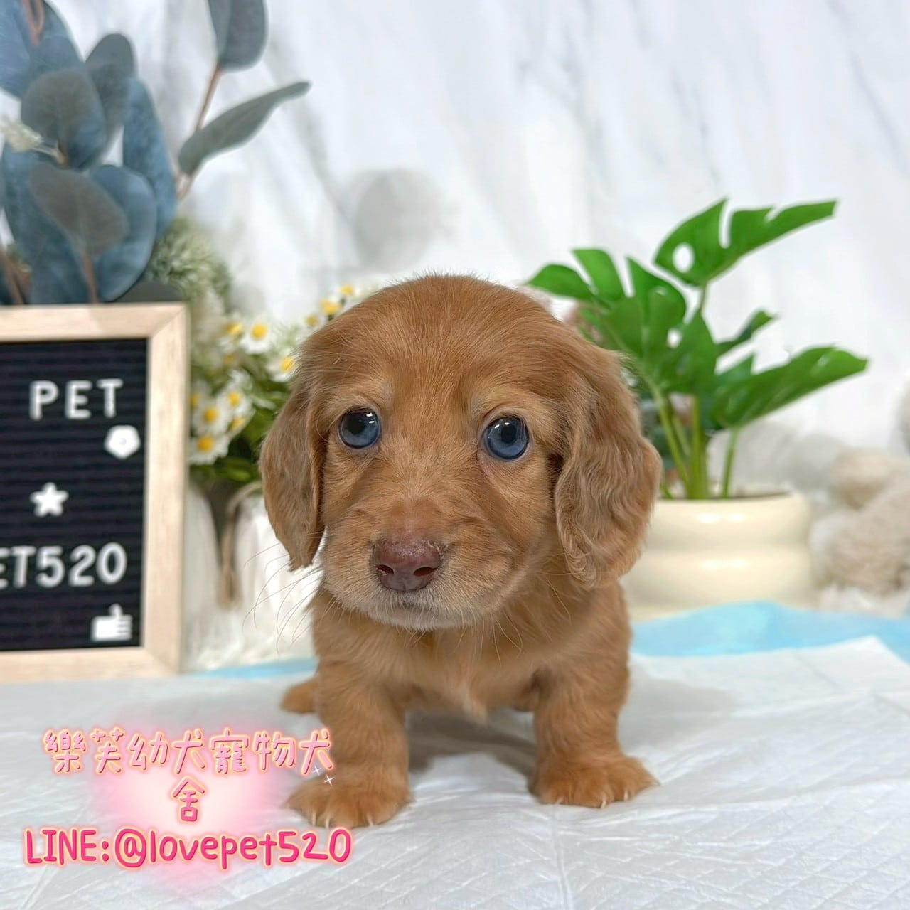 臘腸狗-樂芙幼犬寵物犬舍-台中犬舍,合法犬舍,犬舍推薦,推薦犬舍,買狗推薦,專業犬舍,優良犬舍