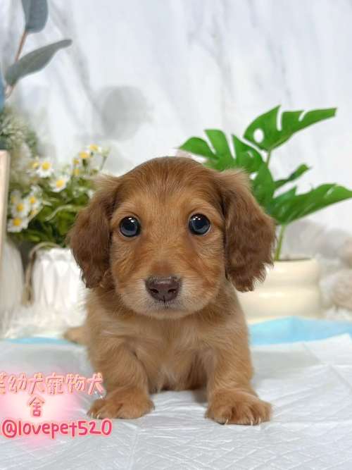 臘腸狗-樂芙幼犬寵物犬舍-台中犬舍,合法犬舍,犬舍推薦,推薦犬舍,買狗推薦,專業犬舍,優良犬舍
