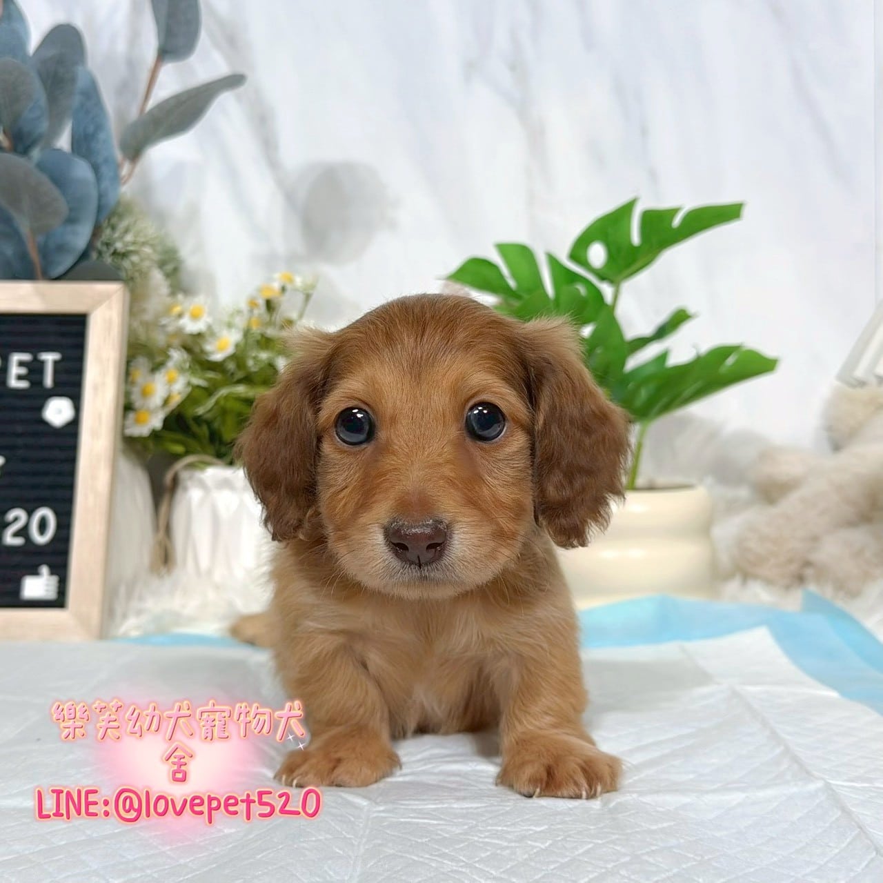 臘腸狗-樂芙幼犬寵物犬舍-台中犬舍,合法犬舍,犬舍推薦,推薦犬舍,買狗推薦,專業犬舍,優良犬舍