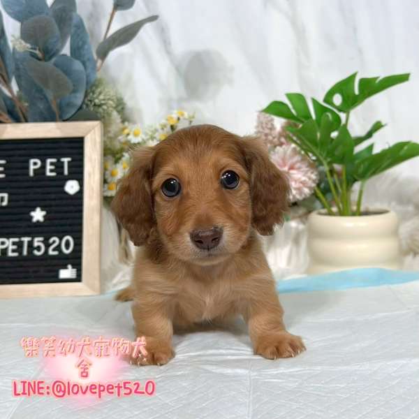 臘腸狗幼犬出售丨樂芙犬舍 臘腸狗幼犬出售丨樂芙犬舍