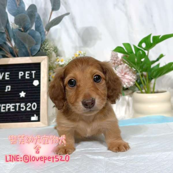 臘腸狗幼犬出售丨樂芙犬舍 臘腸狗幼犬出售丨樂芙犬舍