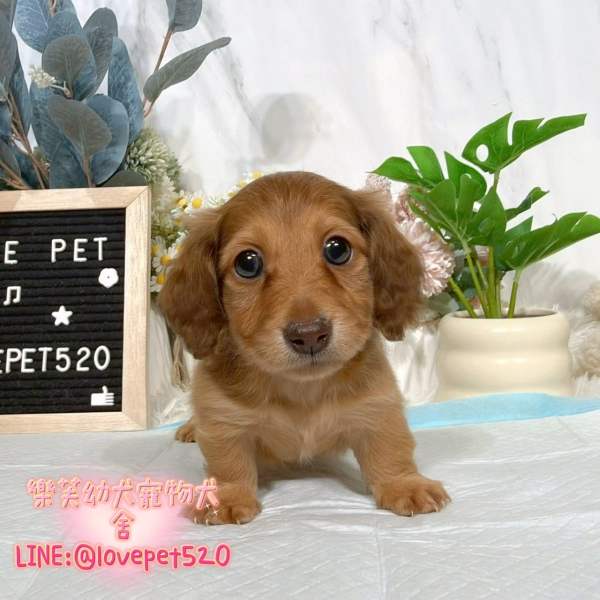 臘腸狗幼犬出售丨樂芙犬舍 臘腸狗幼犬出售丨樂芙犬舍