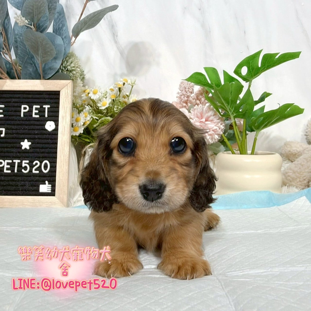 臘腸狗-樂芙幼犬寵物犬舍-台中犬舍,合法犬舍,犬舍推薦,推薦犬舍,買狗推薦,專業犬舍,優良犬舍