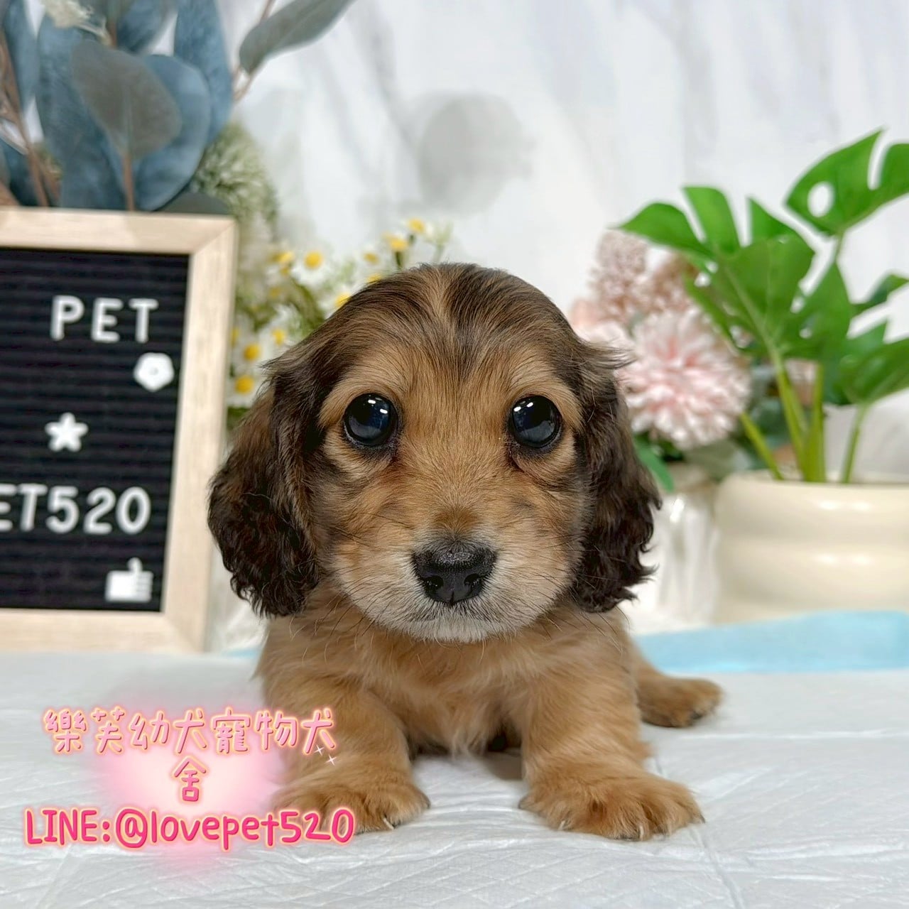 臘腸狗-樂芙幼犬寵物犬舍-台中犬舍,合法犬舍,犬舍推薦,推薦犬舍,買狗推薦,專業犬舍,優良犬舍