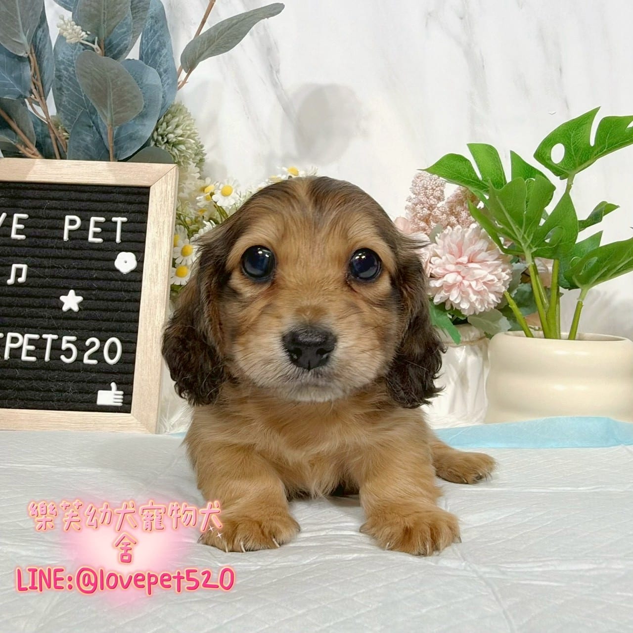 臘腸狗-樂芙幼犬寵物犬舍-台中犬舍,合法犬舍,犬舍推薦,推薦犬舍,買狗推薦,專業犬舍,優良犬舍