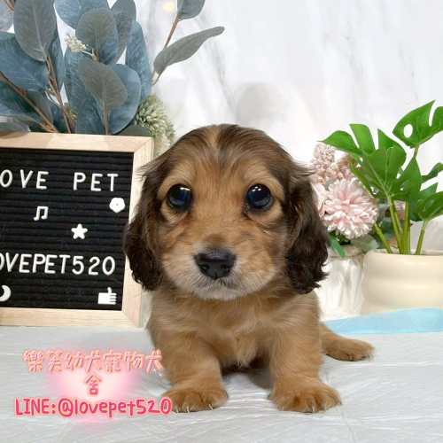 長毛臘腸-樂芙幼犬寵物犬舍-台中犬舍,合法犬舍,犬舍推薦,幼犬買賣,買狗推薦