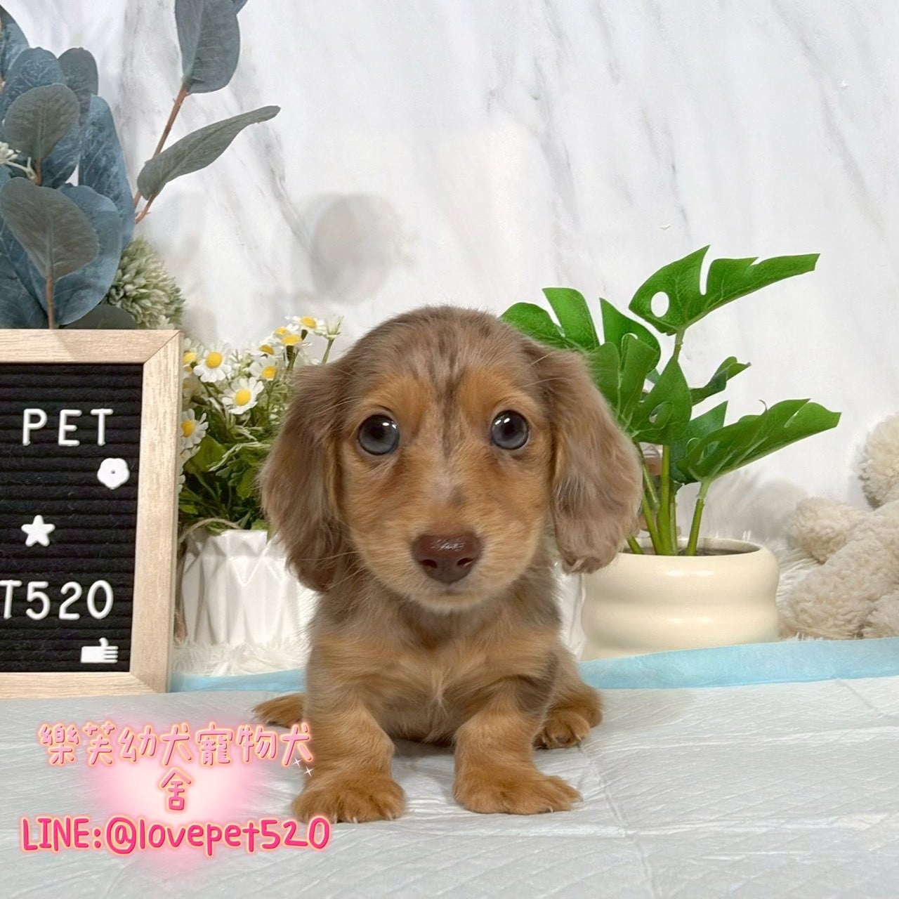 臘腸狗-樂芙幼犬寵物犬舍-台中犬舍,合法犬舍,犬舍推薦,推薦犬舍,買狗推薦,專業犬舍,優良犬舍