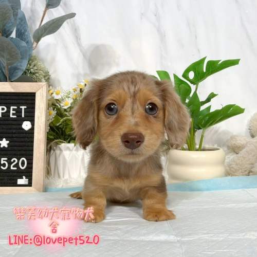 臘腸狗幼犬出售丨樂芙犬舍 臘腸狗幼犬出售丨樂芙犬舍