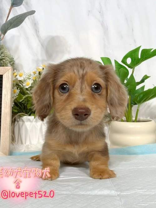 臘腸狗-樂芙幼犬寵物犬舍-台中犬舍,合法犬舍,犬舍推薦,推薦犬舍,買狗推薦,專業犬舍,優良犬舍