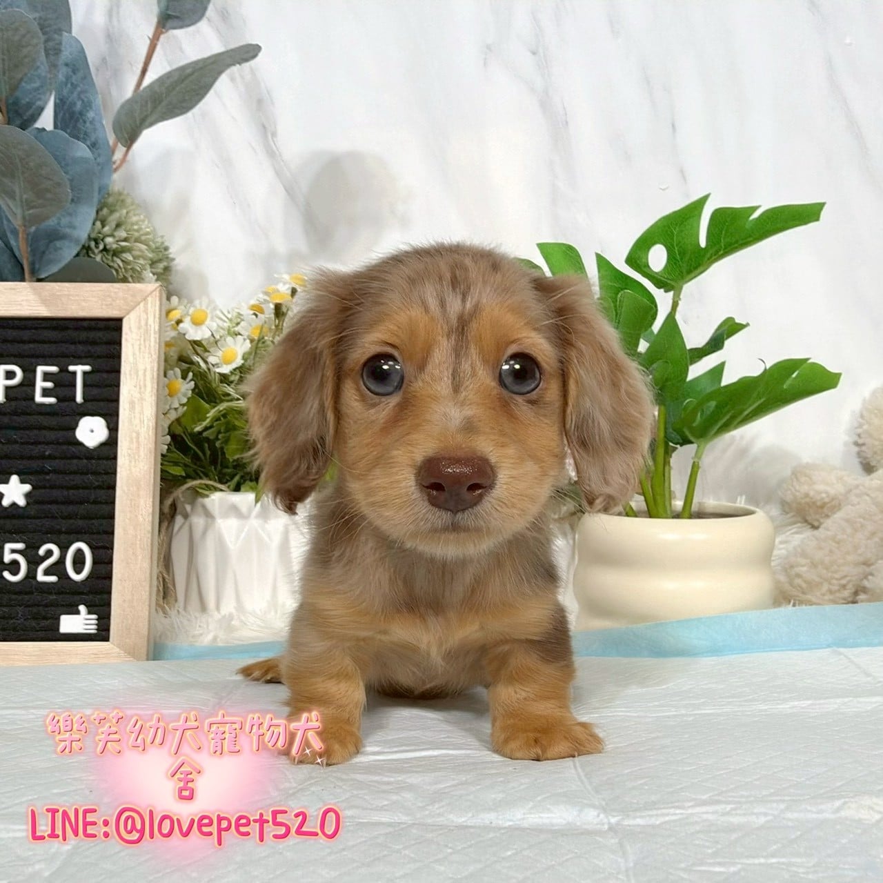 臘腸狗-樂芙幼犬寵物犬舍-台中犬舍,合法犬舍,犬舍推薦,推薦犬舍,買狗推薦,專業犬舍,優良犬舍