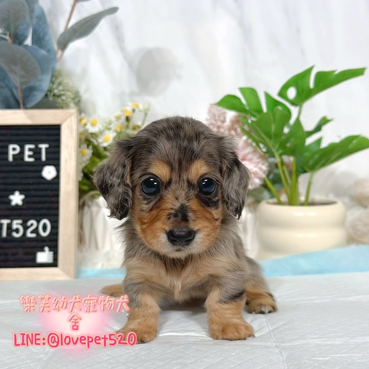 臘腸狗-樂芙幼犬寵物犬舍-台中犬舍,合法犬舍,犬舍推薦,推薦犬舍,買狗推薦,專業犬舍,優良犬舍
