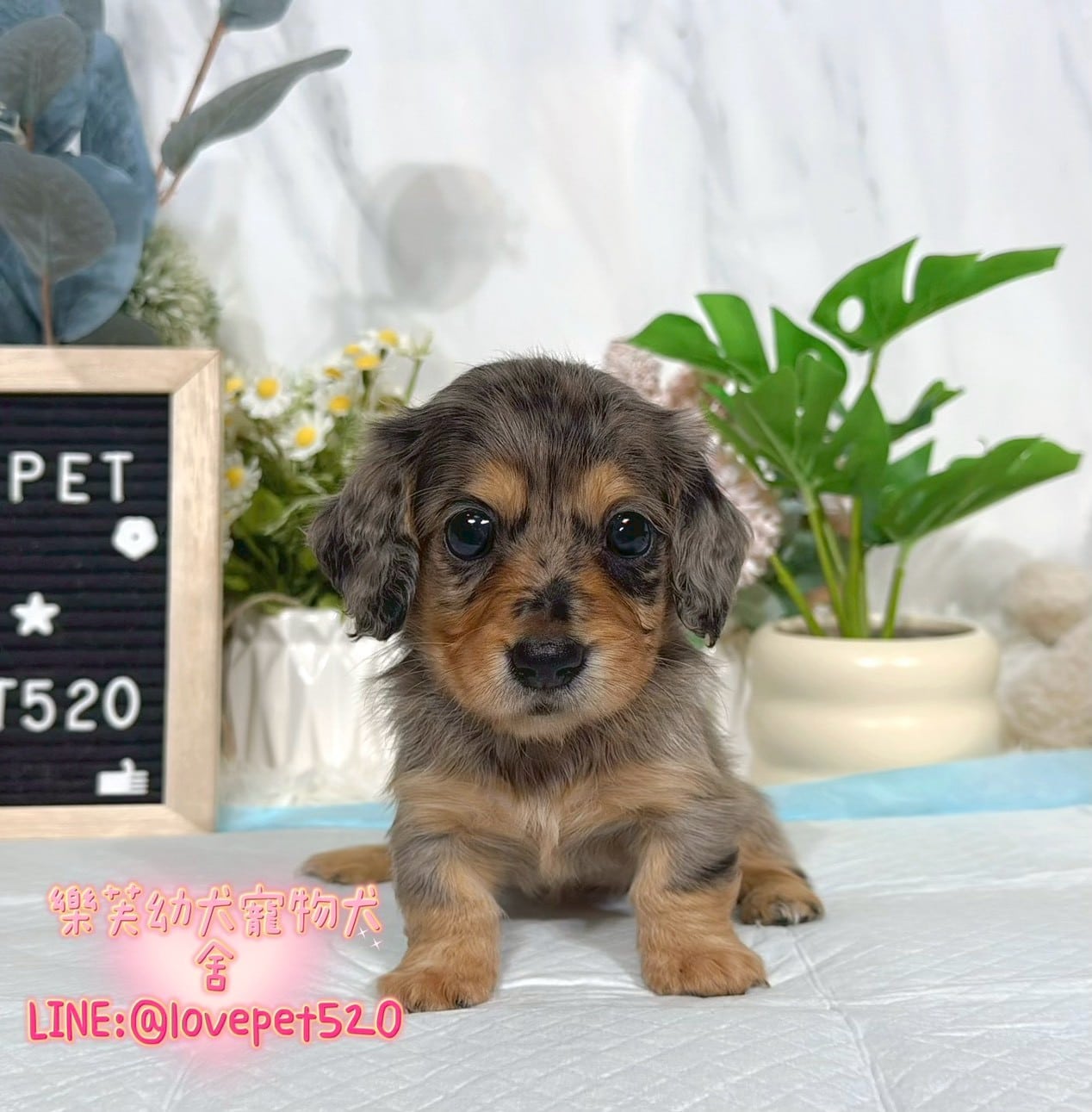 臘腸狗-樂芙幼犬寵物犬舍-台中犬舍,合法犬舍,犬舍推薦,推薦犬舍,買狗推薦,專業犬舍,優良犬舍